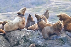 Сахалинских волонтеров учат проводить экскурсии к сивучам — ФОТО         