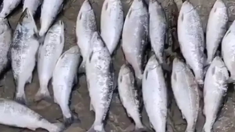 Рыбак похвастался браконьерским уловом симы. «Как-то так порыбачил»