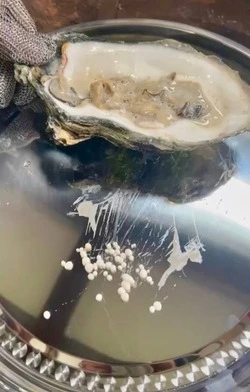 Устрицу-рекордсменку с 45 жемчужинами нашли на Сахалине