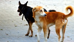 Бастрыкин поручил подготовить изменения в закон после серии нападений собак на людей