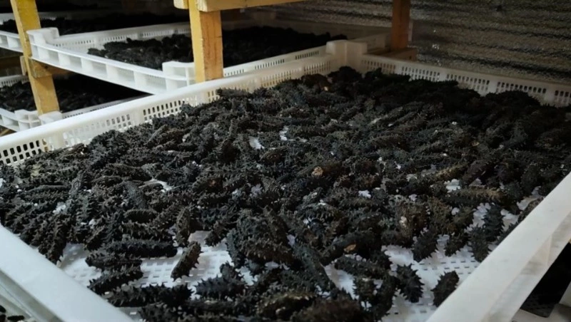 На Сахалине задержали браконьеров с трепангом на сумму более 11 млн рублей 