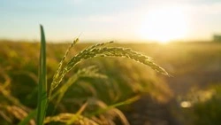 Правительство РФ направит 33 регионам 4,6 млрд рублей на развитие сельских территорий