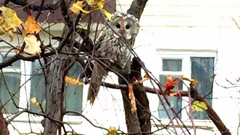 В Александровск-Сахалинский залетела неясыть