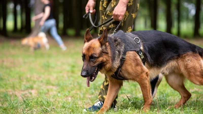 Частные охранники ручаются за вашу безопасность 