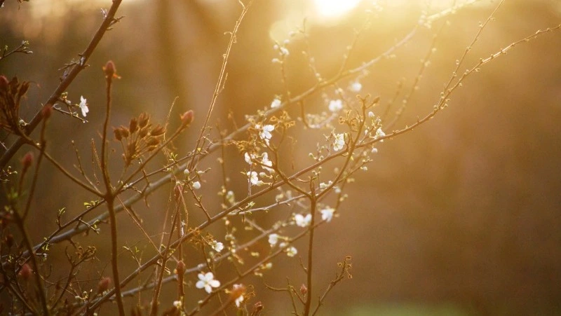 До +23 градусов и дожди прогнозируют синоптики в Сахалинской области 29 мая