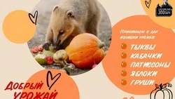 Зоопарк попросил у дачников Южно-Сахалинска ненужные фрукты и овощи 