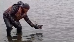 Утка запуталась в браконьерской сети на Сахалине