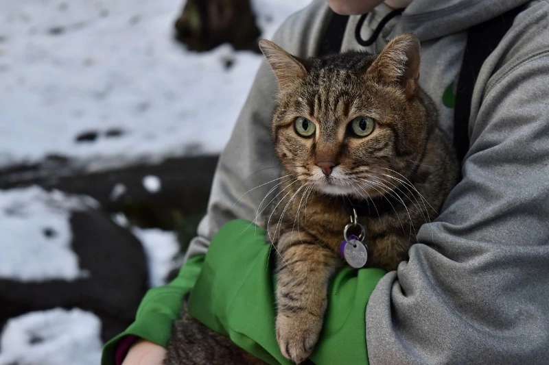Снег, ветер до 13 м/с: погода в Сахалинской области на день 18 марта
