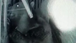 На подворье курильчанки полночи бродил медведь: ВИДЕО