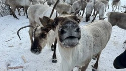 «Население» северных оленей пересчитали в Ногликском районе