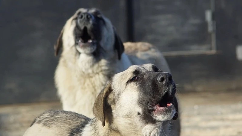 Собаки нападают на детей. Следователи занялись случаями в Поронайске и Долинске