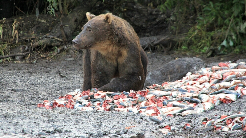 На Итурупе организовали медвежью столовую