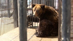 В Сахалинском зоопарке рассказали, с каким аппетитом медведи вышли из спячки