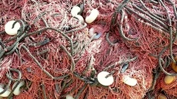 Россия и Япония начали консультации по взаимному рыбному промыслу