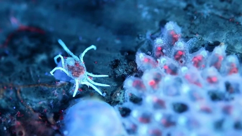 Биостанция «Анива» поделилась уникальными кадрами подводного макромира Сахалина