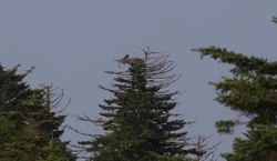 Гнездо редкой птицы отыскали ученые-орнитологи на Кунашире