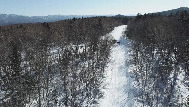 Дроны помогают лесникам охранять краснокнижных оленей на Сахалине
