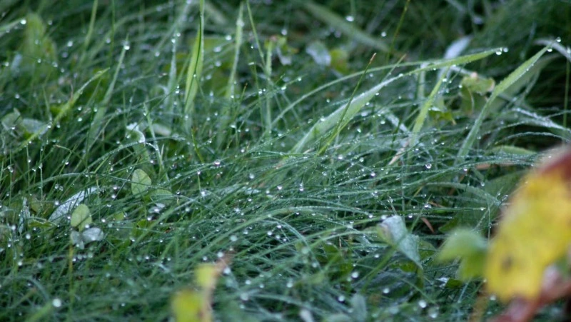 Дождь и до +22 градусов ждет жителей Южно-Сахалинска 17 сентября