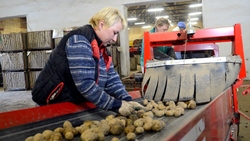 На Сахалине впервые за долгие годы вырастили картофельную элиту на продажу