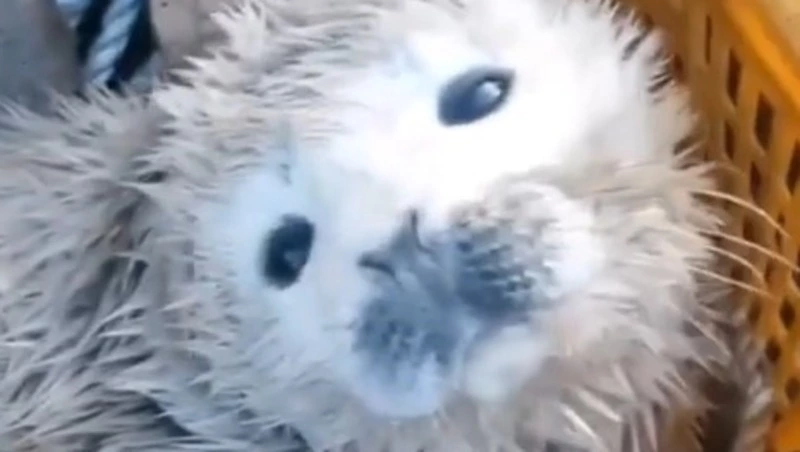 «Ящик с сокровищем»: рыбаки спасли малыша нерпы на Сахалине