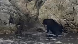 Купающийся возле маяка медведь попал на видео на Сахалине 