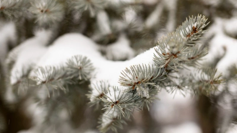 До −25 градусов и порывистый ветер прогнозируют в Сахалинской области 22 января