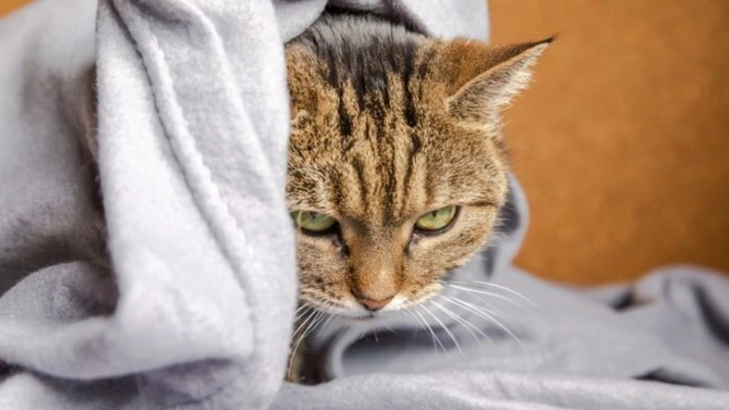 Детские учреждения и часть Южно-Сахалинска остались без отопления 15 декабря