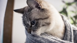 Волонтеры на Сахалине объявили сбор денег на стерилизацию 100 кошек