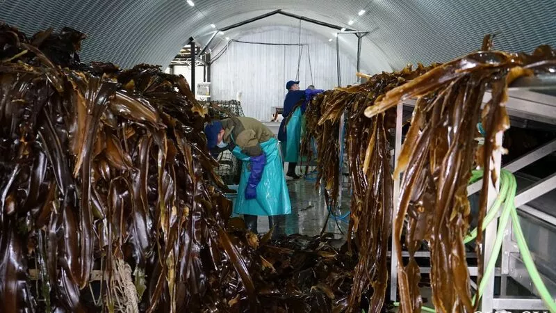 На Сахалине запустили завод для переработки ламинарии