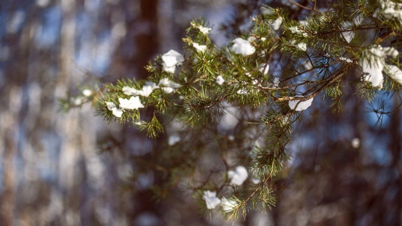 Народные праздники в марте 2025 года: традиции, обычаи и приметы