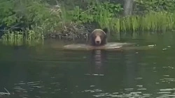 Медведей на летнем отдыхе сняли очевидцы на Сахалине и Курилах