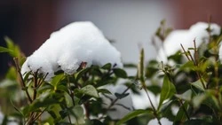 Небольшой снег и до -13 градусов ждет жителей Южно-Сахалинска 11 декабря