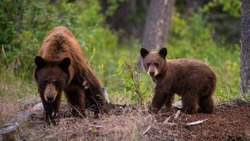 Медвежья семья вышла к отдыхающим в бухте Тихой на Сахалине