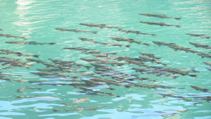 Весной на Сахалине определят перспективы лососеводства