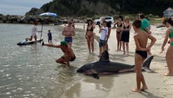 Жители Приморья устроили фотосессию с попавшей в сети акулой