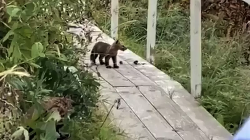 «Любопытный такой». Маленький соболь вышел к людям недалеко от Сахалина