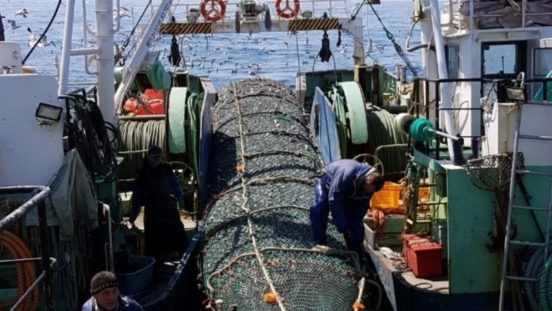 Росрыболовство: рыбаки Сахалина смогут добыть больше трески в 2025 году