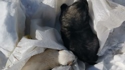 Мешок с живыми щенками нашли в Южно-Сахалинске 