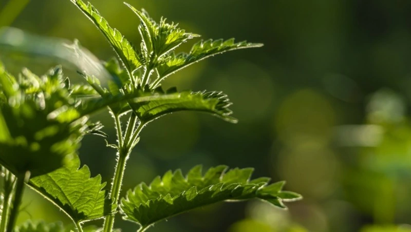 Церковный праздник 11 июля 2024: что нельзя делать в этот день, приметы