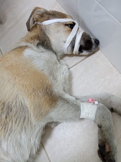 Сбитому скорой щенку в Поронайске скинутся на лечение сотрудники местной ЦРБ