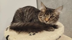 Особенный котенок с одним глазом ищет любящую семью на Сахалине