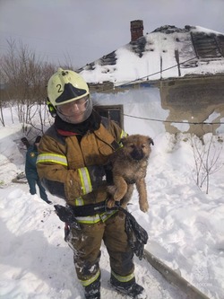 Троих щенков спасли из пожара в заброшенном доме в Южно-Сахалинске