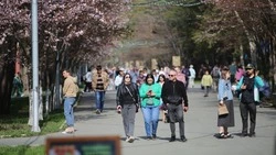 Бесплатную экскурсию «Когда цветет сакура» проведут в парке Южно-Сахалинска