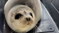 «Твой дом — море, а не лес»: сахалинские экологи помогли тюленю вернуться домой  