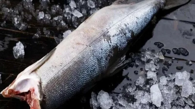 Инвестиции и грамотная политика выведут добычу сахалинского лосося из депрессивного состояния