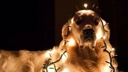 Села и два дома в Южно-Сахалинске останутся без света 13 ноября