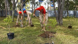 Молодые саженцы деревьев украсили территорию культурно-досугового центра в Корсакове