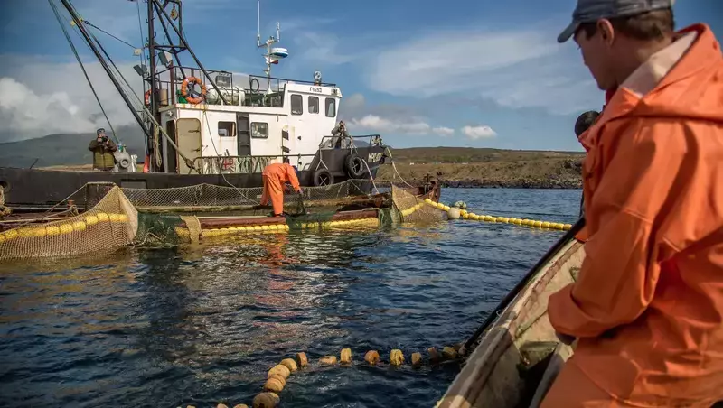 Судно с Сахалина получило право поставлять живого краба в Японию