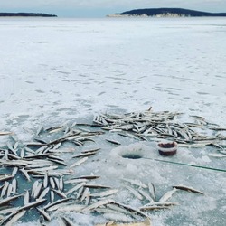 «Клюет как с пулемета»: озеро Изменчивое радует сахалинских рыбаков уловом