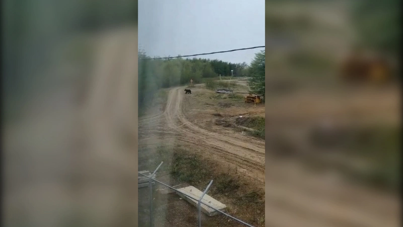 Два сексуально озабоченных медведя в Ногликском районе держат в страхе людей